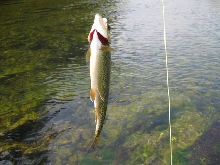 Fishing - Doug s 9 inch Rainbow